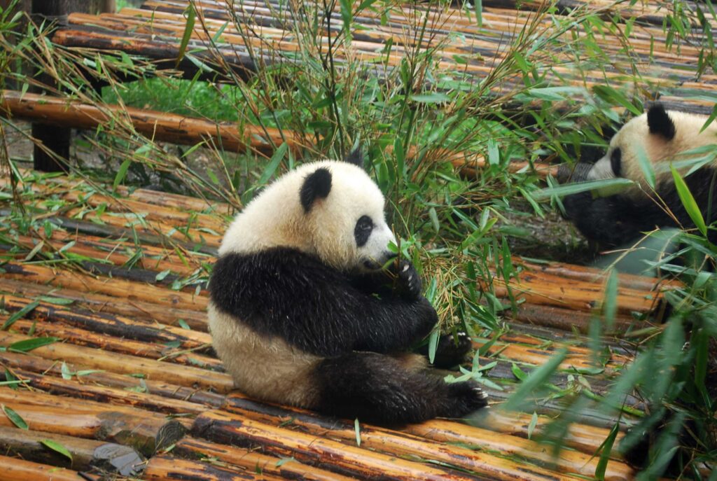 Chengdu Tour-Panda Tour 2