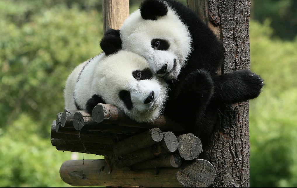 Chengdu Tour-Panda Tour 3