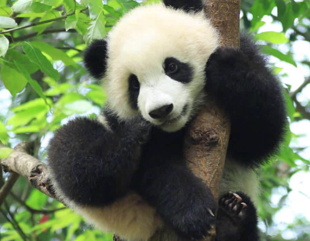 Panda Chengdu Tour