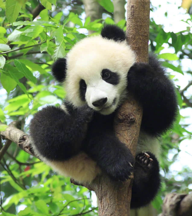 Panda Chengdu Tour