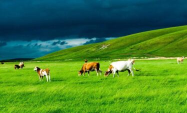 Inner Mongolia Tours,Grassland Tour 2
