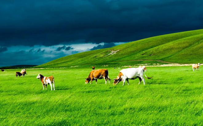 Inner Mongolia Tours,Grassland Tour 2