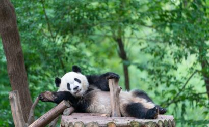 Chengdu Tour-Panda Tour 1