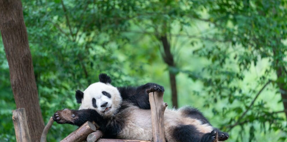 Chengdu Tour-Panda Tour 1