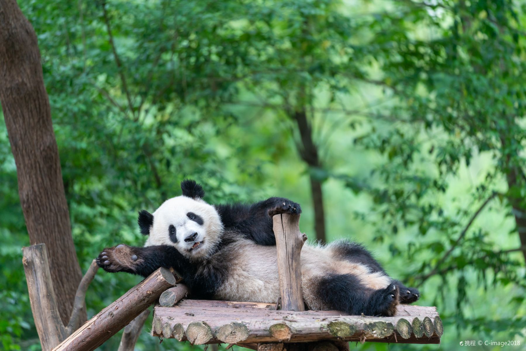 Top China Tour-Giant Panda