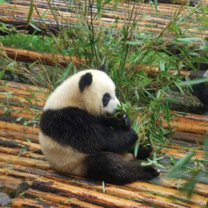 Top China Tour-Panda Tour-Giant Panda