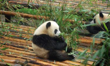 Top China Tour-Panda Tour-Giant Panda