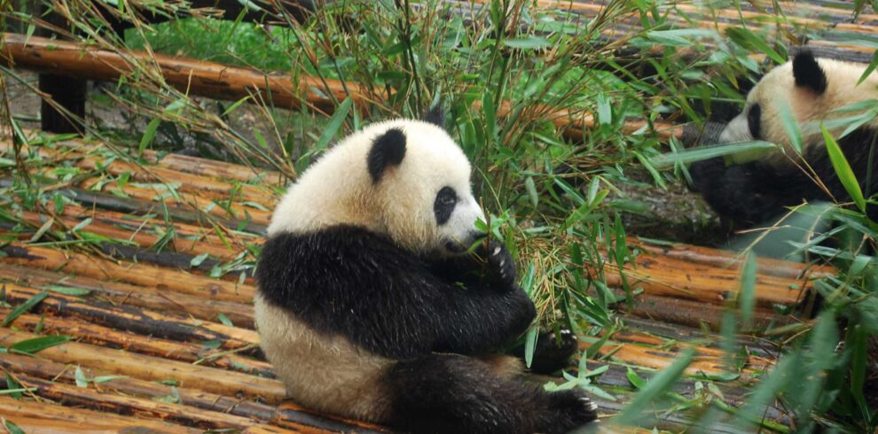 Top China Tour-Panda Tour-Giant Panda