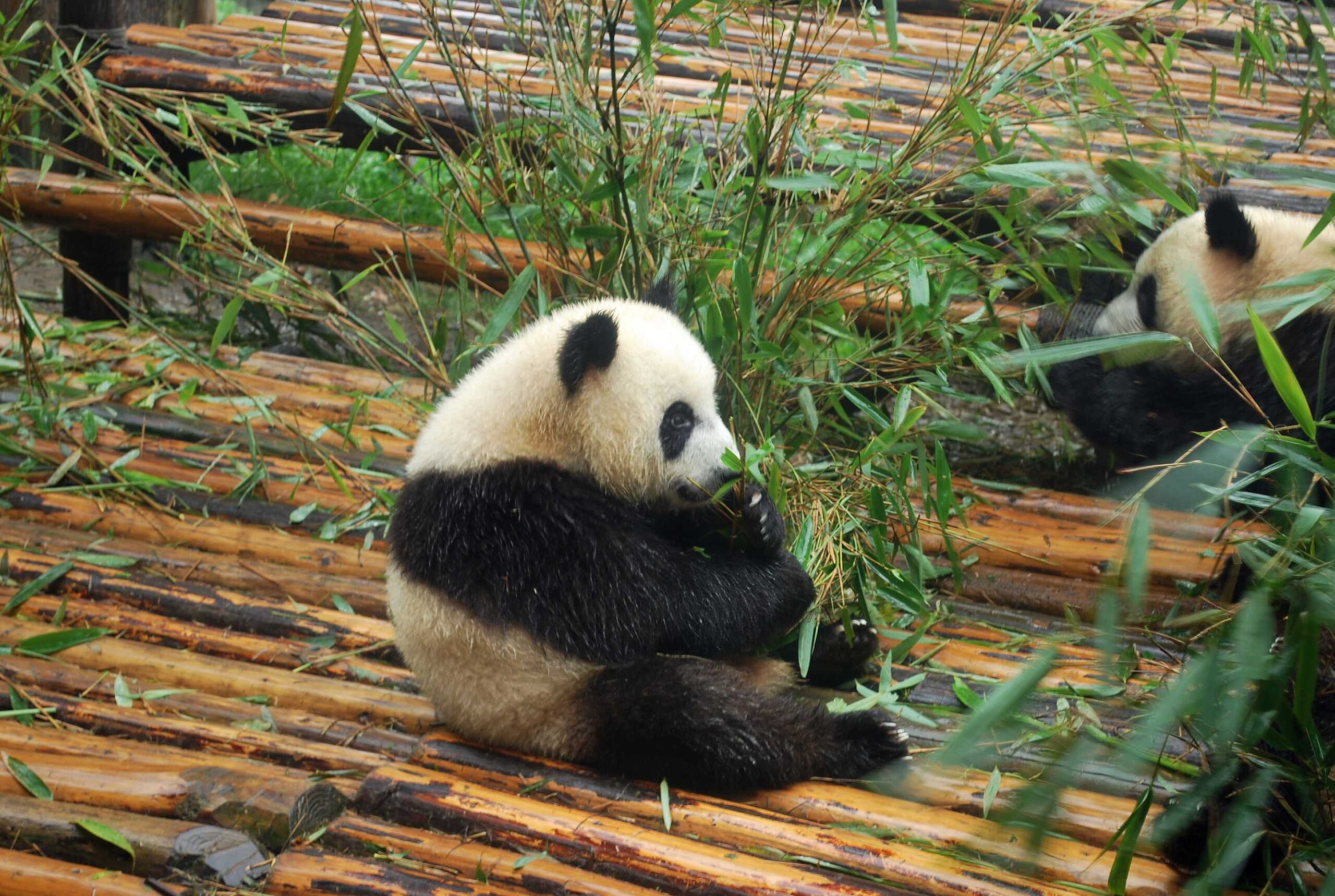 Top China Tour-Panda Tour-Giant Panda