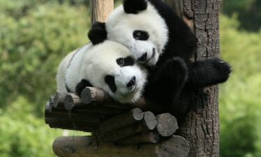 Top China Tour-Panda Tour
