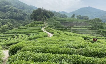 Shanghai Beijing Tour A-Dragon Well Green Tea
