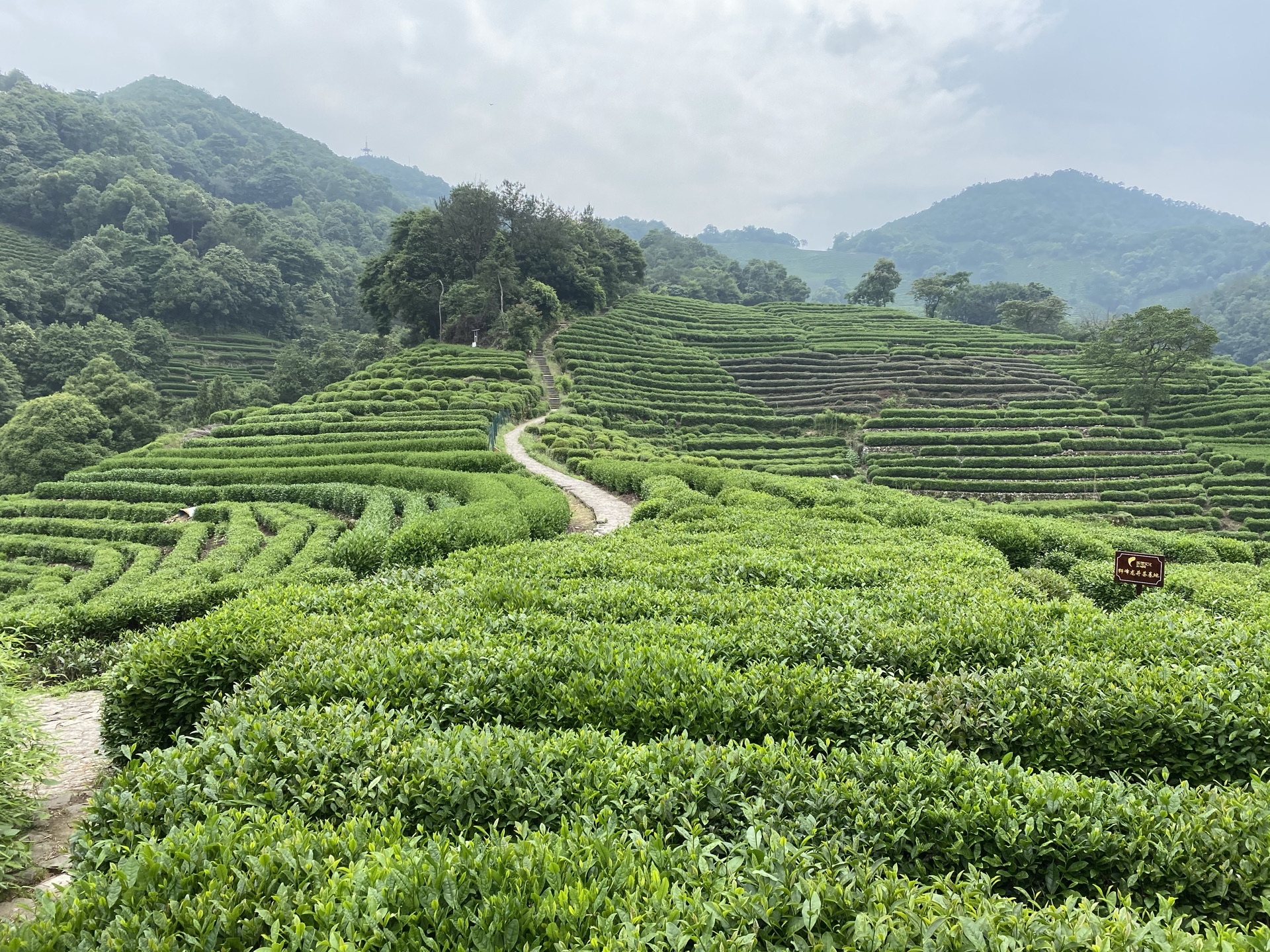 Shanghai Beijing Tour A-Dragon Well Green Tea