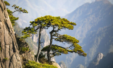 Huangshan Tour Guest-Greeting Pine
