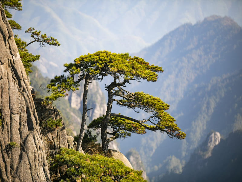 Huangshan Tour Guest-Greeting Pine