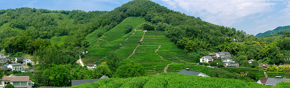 Shanghai Beijing Tour A-LONGJING TEA PLANATION