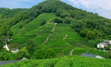 Hangzhou Tour A LONGJING TEA PLANATION