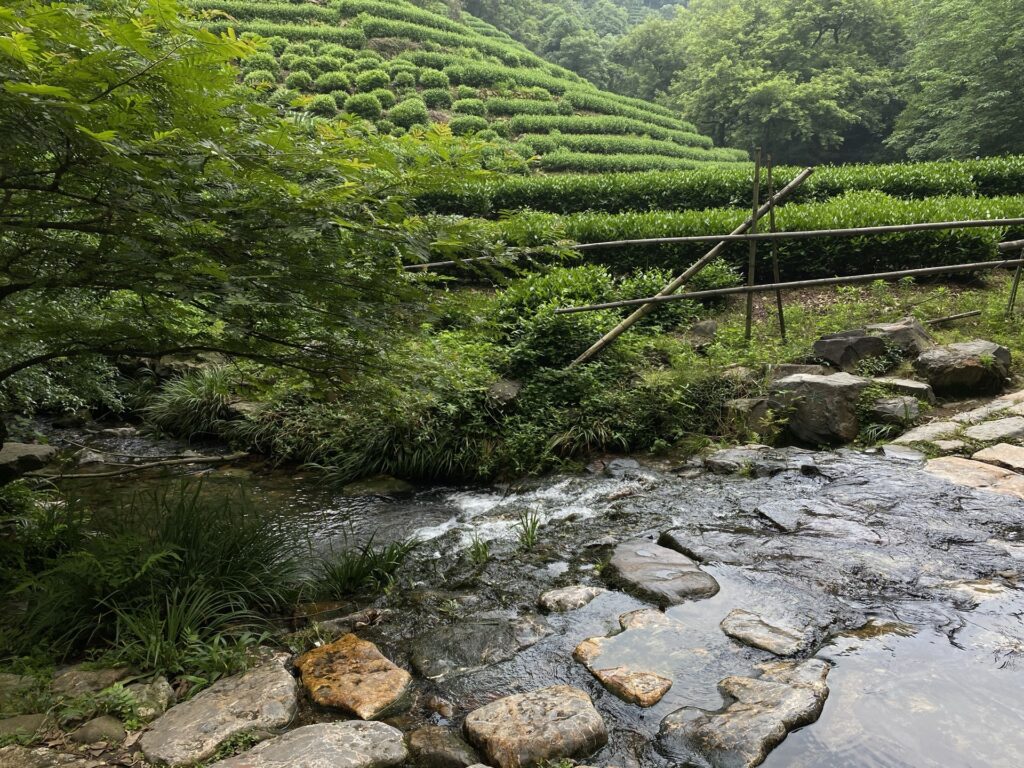 Hangzhou Tour A LONGJING TEA VILLAGE