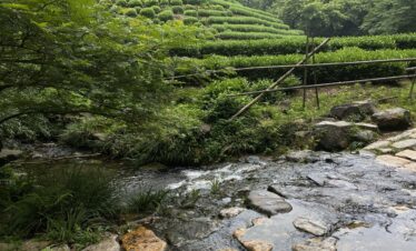 Hangzhou Tour A LONGJING TEA VILLAGE