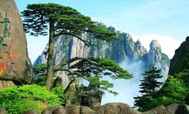 Huangshan Tour Guest-Greeting Pine