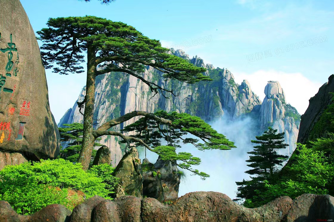 Huangshan Tour Guest-Greeting Pine